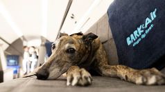 Dogs get VIP treatment on Bark Air’s Gulfstream jet