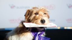 Virgin Australia eyes ‘pets on planes’ trial