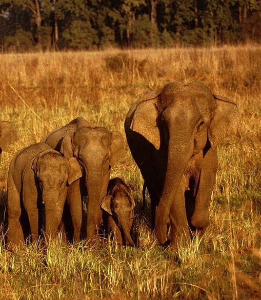 WWF elephants